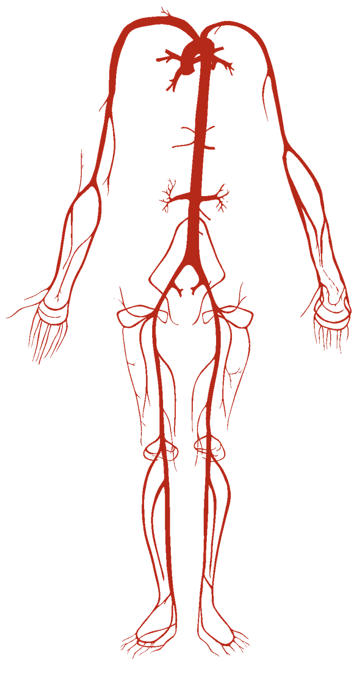 This image gives a basic outline of the human arterial system. The arteries carry blood and oxygen around the human body. The circulatory system plays a vital role in allowing the body to function properly