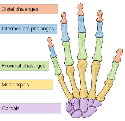 Bones in the Hand - Human Body Pictures & Diagrams - Science for Kids