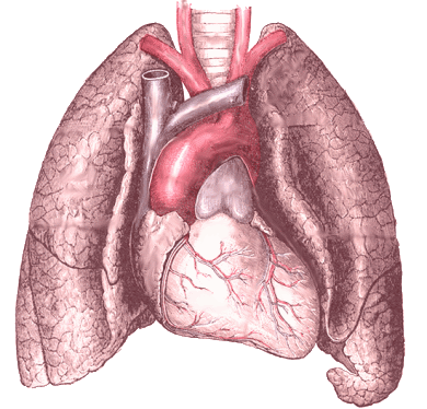 This image shows the human heart and lungs.