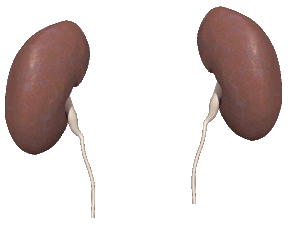 An image of human kidneys. Kidneys perform a number of important tasks inside the human body that include blood regulation and waste removal.