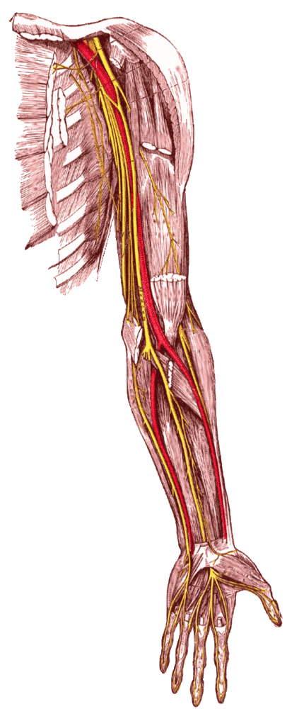 This image diagrams an example of motor neurons in the human body. This particular picture focuses on the human arm.