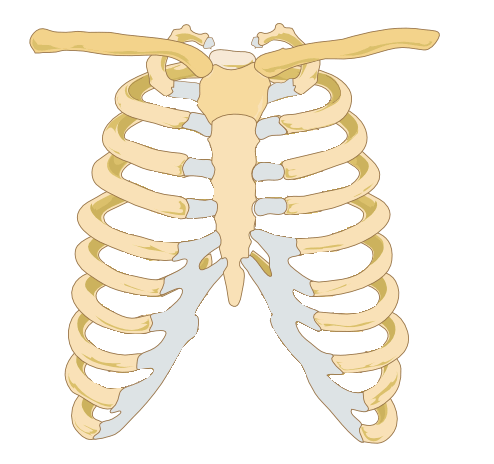 An excellent picture of the human rib cage, an important set of bones that help protect the human heart and other important parts.