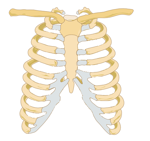 Human ribs body in How Many