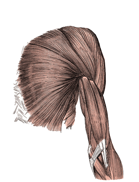 This picture shows the upper arm muscles of an adult human. The muscle fibers can be seen in detail as they form the tricep and bicep.