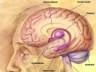Brain lesson plan & senses activities