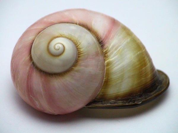 This image is of a beautiful spiral shaped shell.