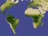 Global vegetation