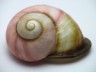Spiral shell