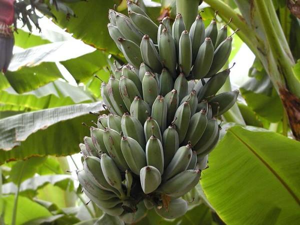 A huge bunch of bananas hang from a large banana tree. The bananas are green and clearly not ready to be eaten.