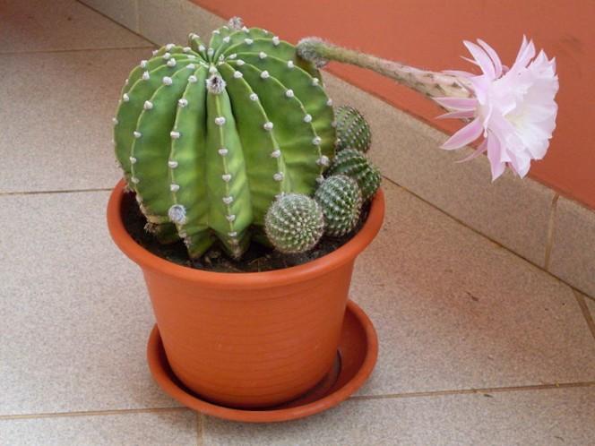 This photo shows an interesting looking cactus plant that sits in a pot inside someone’s home.