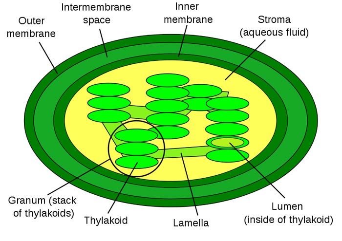 Chloroplast Diagram Pictures Photos Images Of Plants Science For 
