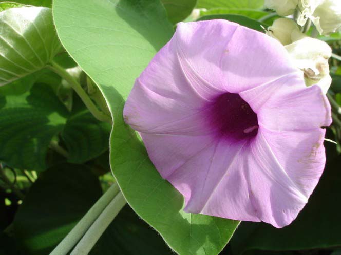 This close up photo taken in Singapore shows a beautiful convolvulus in front of a bunch of leaves
