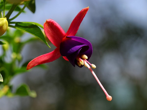 The vibrant colors of the fuchsia are in full display in this photo.