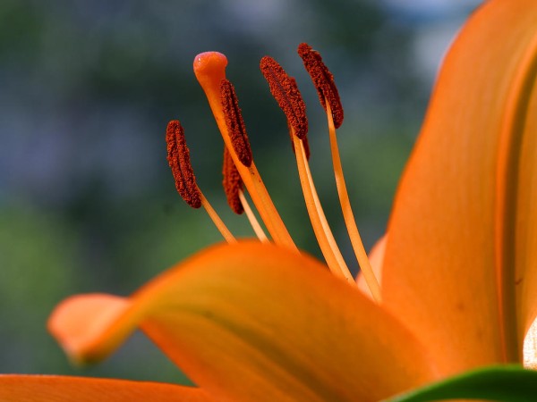 An extreme close up photo of a beautiful hibiscus flower.