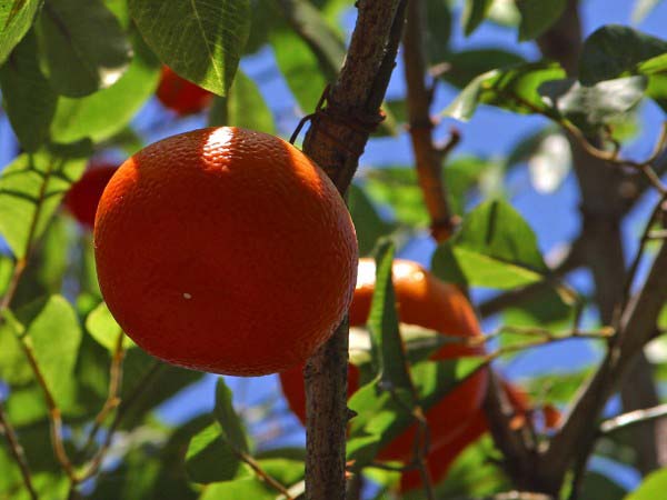 This photo shows an orange hidden in the shadows under the branches and leaves of an orange tree.