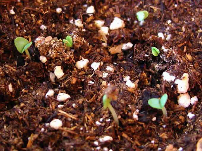 This closeup photo shows a number of seedlings as they sprout in moist soil.