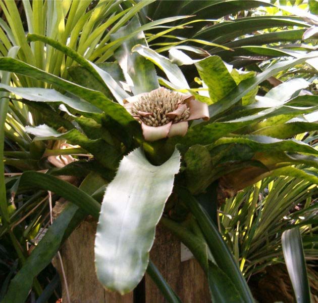 A close up image of a tropical plant found in a botanical garden in Berlin, Germany.