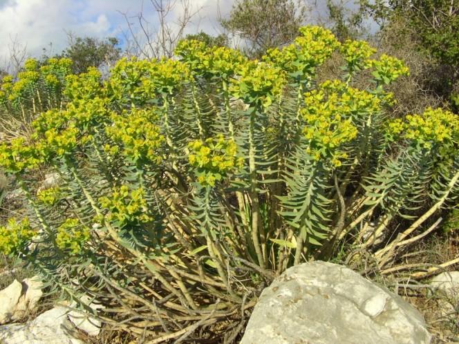 This photo shows a wild plant growing amongst rocks in the countryside of Turkey.