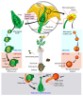 flower life cycle diagram