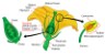 flower parts diagram