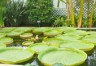 giant water lilies