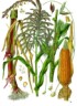 maize plant diagram