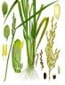 rice plant diagram