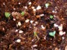 sprouting seedling in soil