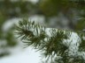 winter pines