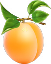 Apricot Facts - Calories, Sugar, Vitamins, Uses, Trees, Nutritional Information