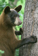 Interesting Information about Black Bears