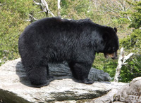 Black bear facts