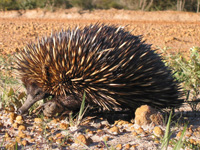 Echidna facts