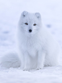 Fox facts