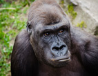 Interesting Information about Great Apes