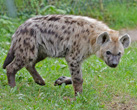 Interesting Information about Hyena