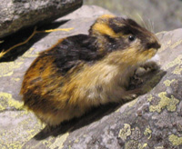 Lemming Habitat, Diet, Behavior, Facts and Worksheets for Kids