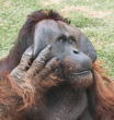Interesting Information about Orangutans