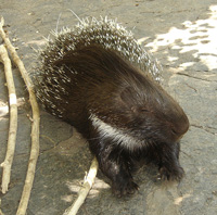 Porcupine facts