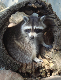 Raccoon facts