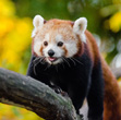 Interesting Information about Red Pandas