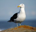Interesting Information about Seagulls
