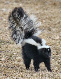 Skunk facts